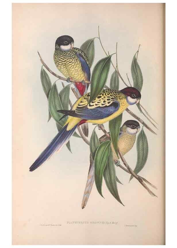 Reproducción/Reproduction 36117841034: The birds of Australia.. London,Printed by R. and J. E. Taylor; pub. by the author,[1840]-48.