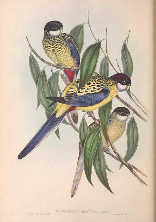 Reproducción/Reproduction 36117841034: The birds of Australia.. London,Printed by R. and J. E. Taylor; pub. by the author,[1840]-48.