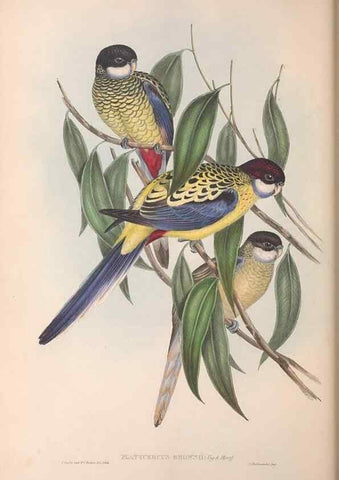 Reproducción/Reproduction 36117841034: The birds of Australia.. London,Printed by R. and J. E. Taylor; pub. by the author,[1840]-48.