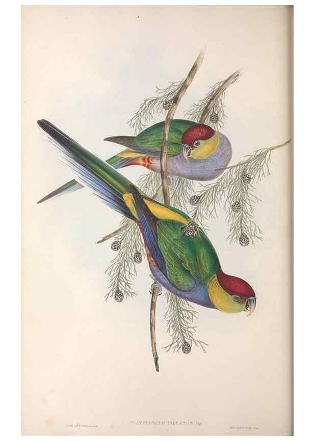 Reproducción/Reproduction 36764774186: The birds of Australia.. London,Printed by R. and J. E. Taylor; pub. by the author,[1840]-48.