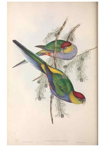 Reproducción/Reproduction 36764774186: The birds of Australia.. London,Printed by R. and J. E. Taylor; pub. by the author,[1840]-48.