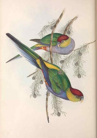 Reproducción/Reproduction 36764774186: The birds of Australia.. London,Printed by R. and J. E. Taylor; pub. by the author,[1840]-48.