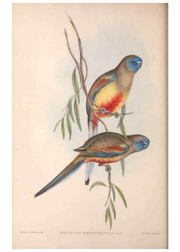 Reproducción/Reproduction 36764776696: The birds of Australia.. London,Printed by R. and J. E. Taylor; pub. by the author,[1840]-48.