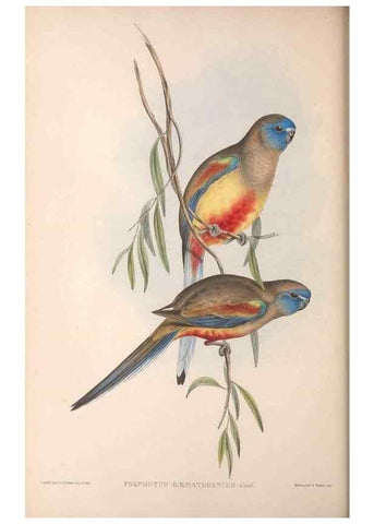 Reproducción/Reproduction 36764776696: The birds of Australia.. London,Printed by R. and J. E. Taylor; pub. by the author,[1840]-48.