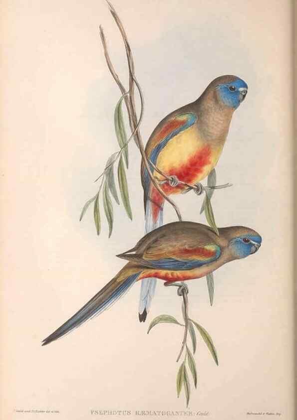 Reproducción/Reproduction 36764776696: The birds of Australia.. London,Printed by R. and J. E. Taylor; pub. by the author,[1840]-48.