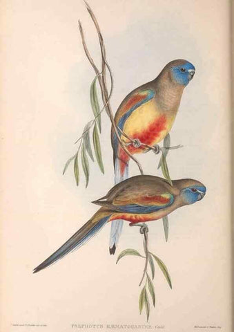 Reproducción/Reproduction 36764776696: The birds of Australia.. London,Printed by R. and J. E. Taylor; pub. by the author,[1840]-48.