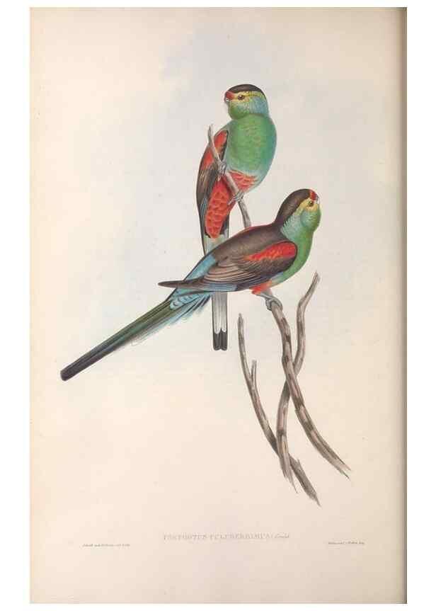 Reproducción/Reproduction 36764779226: The birds of Australia.. London,Printed by R. and J. E. Taylor; pub. by the author,[1840]-48.