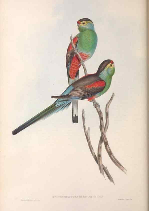 Reproducción/Reproduction 36764779226: The birds of Australia.. London,Printed by R. and J. E. Taylor; pub. by the author,[1840]-48.