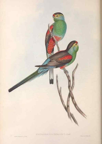 Reproducción/Reproduction 36764779226: The birds of Australia.. London,Printed by R. and J. E. Taylor; pub. by the author,[1840]-48.