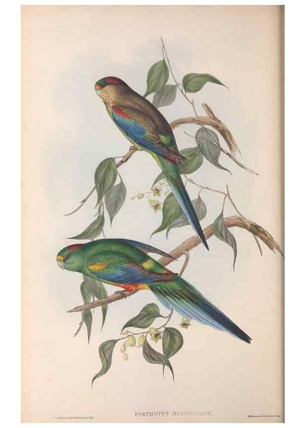 Reproducción/Reproduction 36764781576: The birds of Australia.. London,Printed by R. and J. E. Taylor; pub. by the author,[1840]-48.