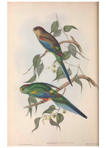 Reproducción/Reproduction 36764781576: The birds of Australia.. London,Printed by R. and J. E. Taylor; pub. by the author,[1840]-48.