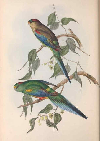 Reproducción/Reproduction 36764781576: The birds of Australia.. London,Printed by R. and J. E. Taylor; pub. by the author,[1840]-48.