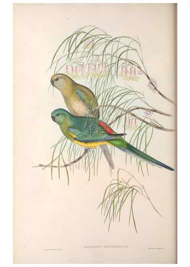 Reproducción/Reproduction 36764783896: The birds of Australia.. London,Printed by R. and J. E. Taylor; pub. by the author,[1840]-48.