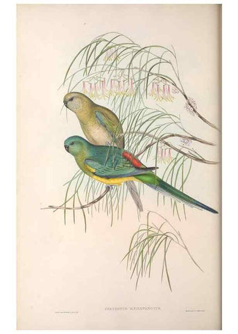 Reproducción/Reproduction 36764783896: The birds of Australia.. London,Printed by R. and J. E. Taylor; pub. by the author,[1840]-48.