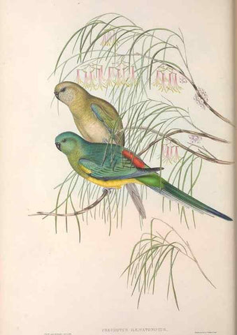 Reproducción/Reproduction 36764783896: The birds of Australia.. London,Printed by R. and J. E. Taylor; pub. by the author,[1840]-48.
