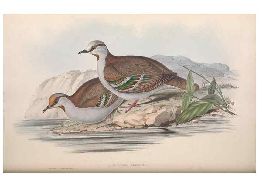 Reproducción/Reproduction 36117896954: The birds of Australia.. London,Printed by R. and J. E. Taylor; pub. by the author,[1840]-48.
