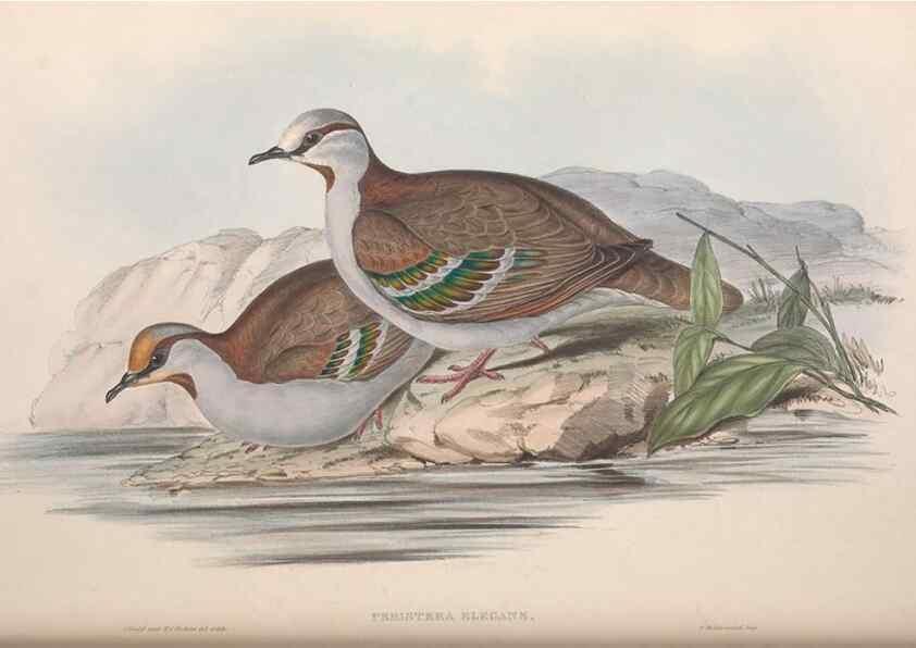 Reproducción/Reproduction 36117896954: The birds of Australia.. London,Printed by R. and J. E. Taylor; pub. by the author,[1840]-48.