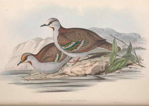 Reproducción/Reproduction 36117896954: The birds of Australia.. London,Printed by R. and J. E. Taylor; pub. by the author,[1840]-48.