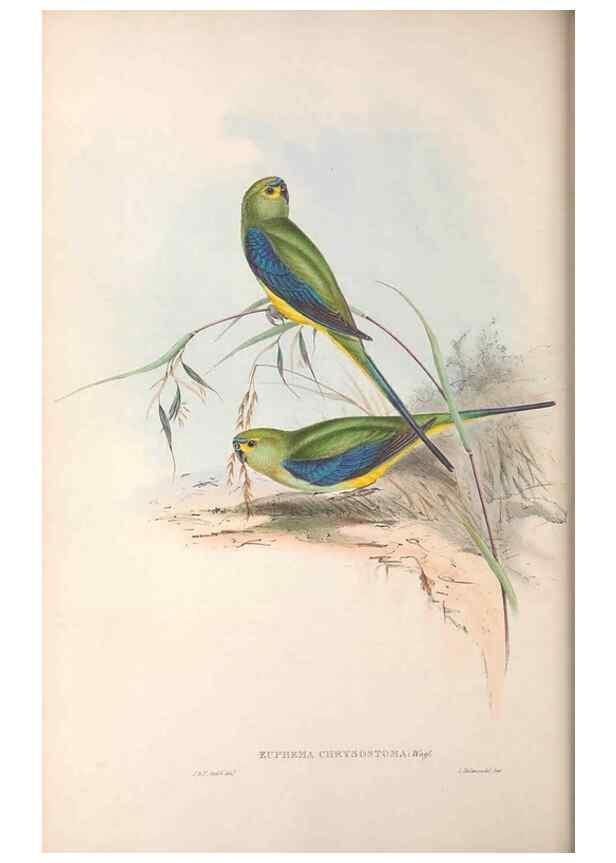 Reproducción/Reproduction 36764786436: The birds of Australia.. London,Printed by R. and J. E. Taylor; pub. by the author,[1840]-48.