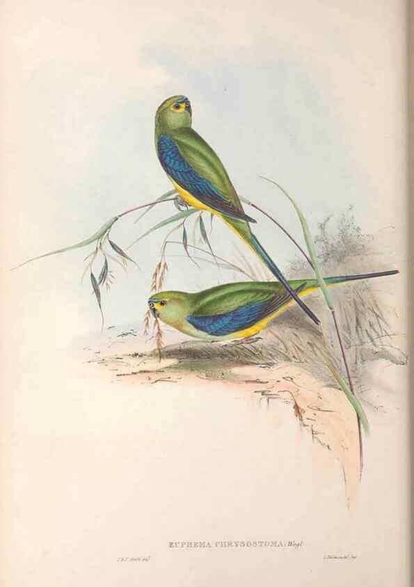Reproducción/Reproduction 36764786436: The birds of Australia.. London,Printed by R. and J. E. Taylor; pub. by the author,[1840]-48.