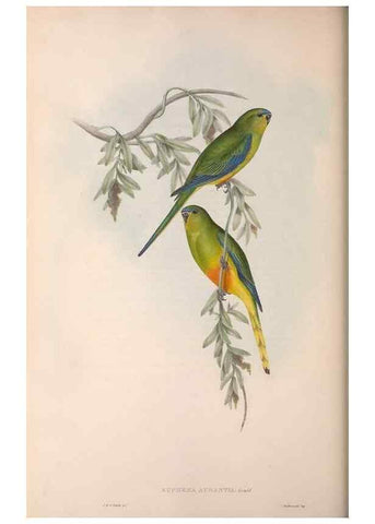 Reproducción/Reproduction 36117847024: The birds of Australia.. London,Printed by R. and J. E. Taylor; pub. by the author,[1840]-48.