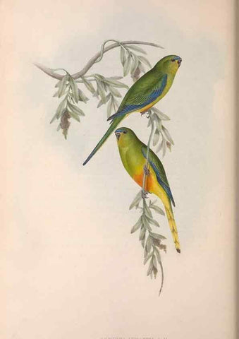 Reproducción/Reproduction 36117847024: The birds of Australia.. London,Printed by R. and J. E. Taylor; pub. by the author,[1840]-48.