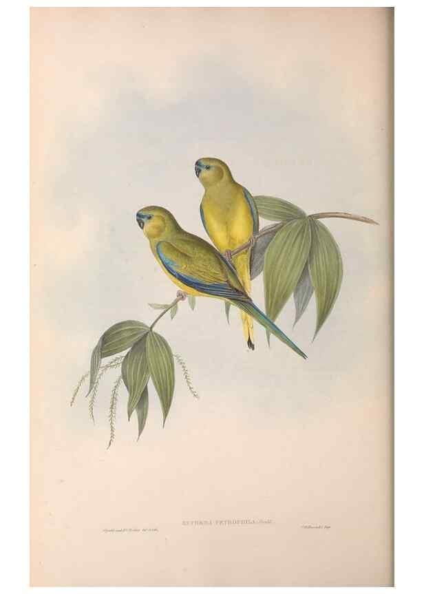 Reproducción/Reproduction 36812783341: The birds of Australia.. London,Printed by R. and J. E. Taylor; pub. by the author,[1840]-48.