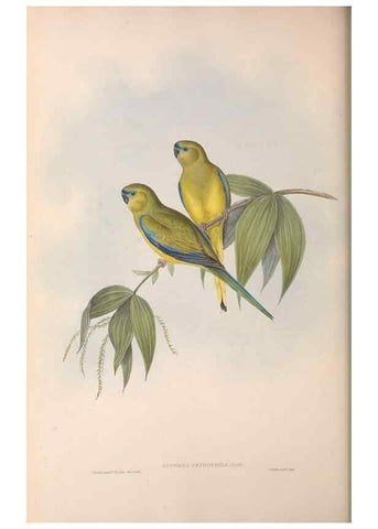 Reproducción/Reproduction 36812783341: The birds of Australia.. London,Printed by R. and J. E. Taylor; pub. by the author,[1840]-48.