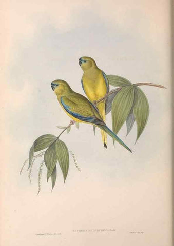 Reproducción/Reproduction 36812783341: The birds of Australia.. London,Printed by R. and J. E. Taylor; pub. by the author,[1840]-48.