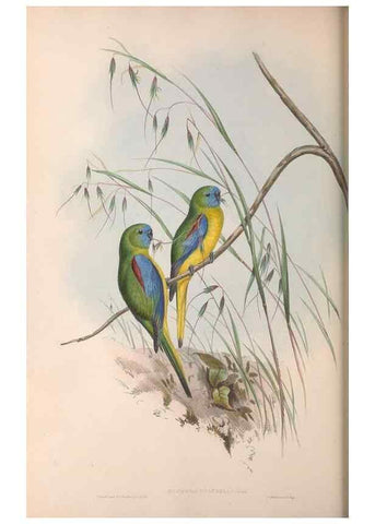 Reproducción/Reproduction 36812785451: The birds of Australia.. London,Printed by R. and J. E. Taylor; pub. by the author,[1840]-48.