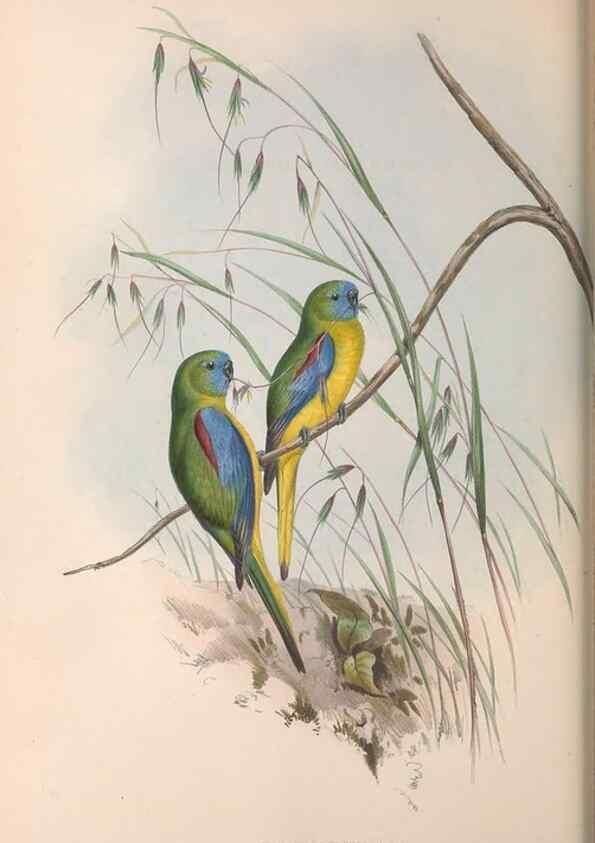 Reproducción/Reproduction 36812785451: The birds of Australia.. London,Printed by R. and J. E. Taylor; pub. by the author,[1840]-48.