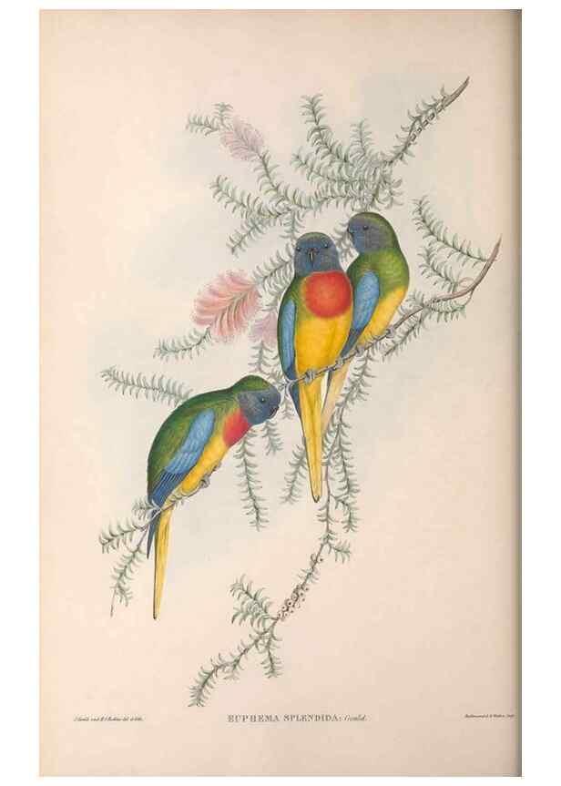 Reproducción/Reproduction 36812787231: The birds of Australia.. London,Printed by R. and J. E. Taylor; pub. by the author,[1840]-48.