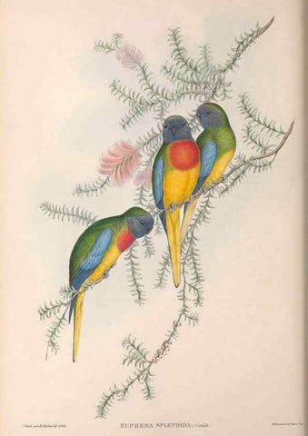 Reproducción/Reproduction 36812787231: The birds of Australia.. London,Printed by R. and J. E. Taylor; pub. by the author,[1840]-48.