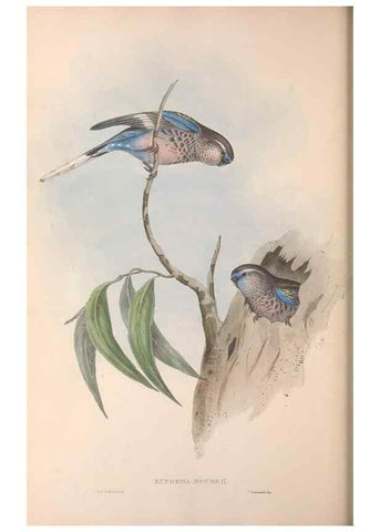 Reproducción/Reproduction 36812789111: The birds of Australia.. London,Printed by R. and J. E. Taylor; pub. by the author,[1840]-48.