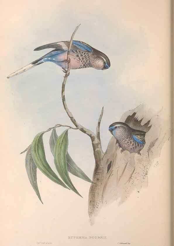 Reproducción/Reproduction 36812789111: The birds of Australia.. London,Printed by R. and J. E. Taylor; pub. by the author,[1840]-48.