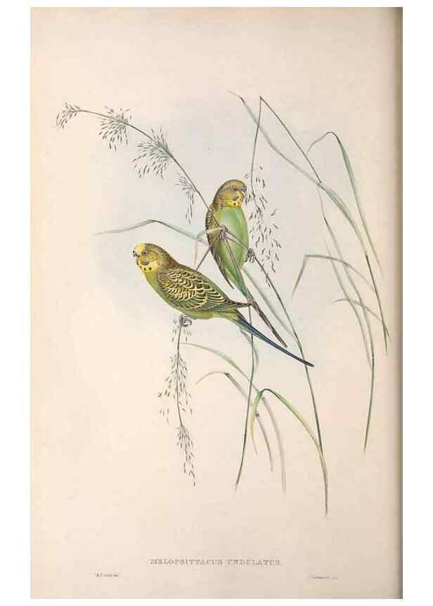 Reproducción/Reproduction 36812790891: The birds of Australia.. London,Printed by R. and J. E. Taylor; pub. by the author,[1840]-48.