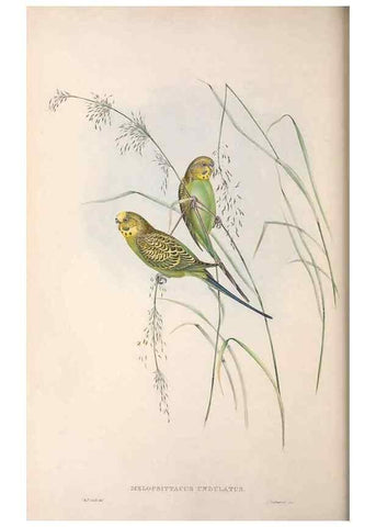 Reproducción/Reproduction 36812790891: The birds of Australia.. London,Printed by R. and J. E. Taylor; pub. by the author,[1840]-48.