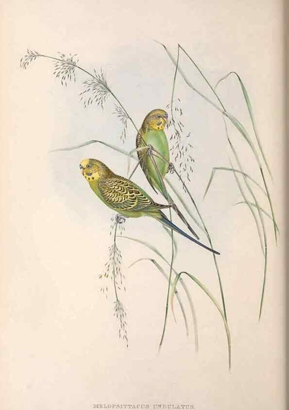 Reproducción/Reproduction 36812790891: The birds of Australia.. London,Printed by R. and J. E. Taylor; pub. by the author,[1840]-48.