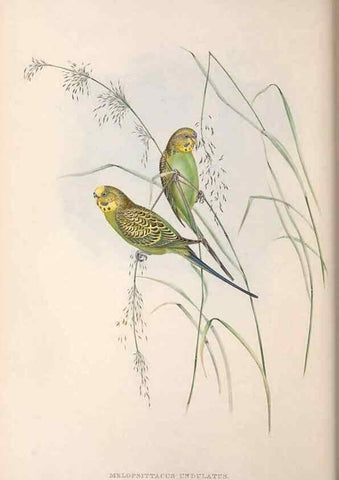 Reproducción/Reproduction 36812790891: The birds of Australia.. London,Printed by R. and J. E. Taylor; pub. by the author,[1840]-48.