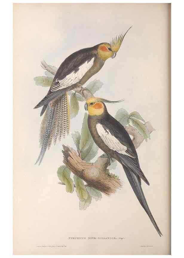 Reproducción/Reproduction 36781336492: The birds of Australia.. London,Printed by R. and J. E. Taylor; pub. by the author,[1840]-48.