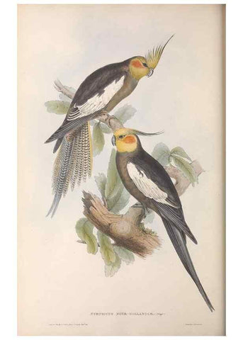 Reproducción/Reproduction 36781336492: The birds of Australia.. London,Printed by R. and J. E. Taylor; pub. by the author,[1840]-48.