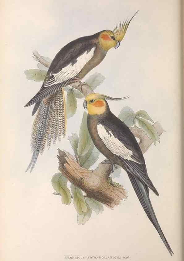 Reproducción/Reproduction 36781336492: The birds of Australia.. London,Printed by R. and J. E. Taylor; pub. by the author,[1840]-48.