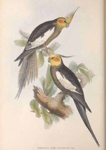 Reproducción/Reproduction 36781336492: The birds of Australia.. London,Printed by R. and J. E. Taylor; pub. by the author,[1840]-48.