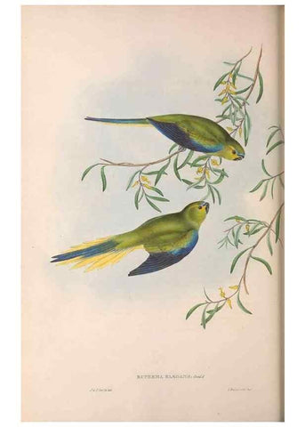 Reproducción/Reproduction 36117845974: The birds of Australia.. London,Printed by R. and J. E. Taylor; pub. by the author,[1840]-48.