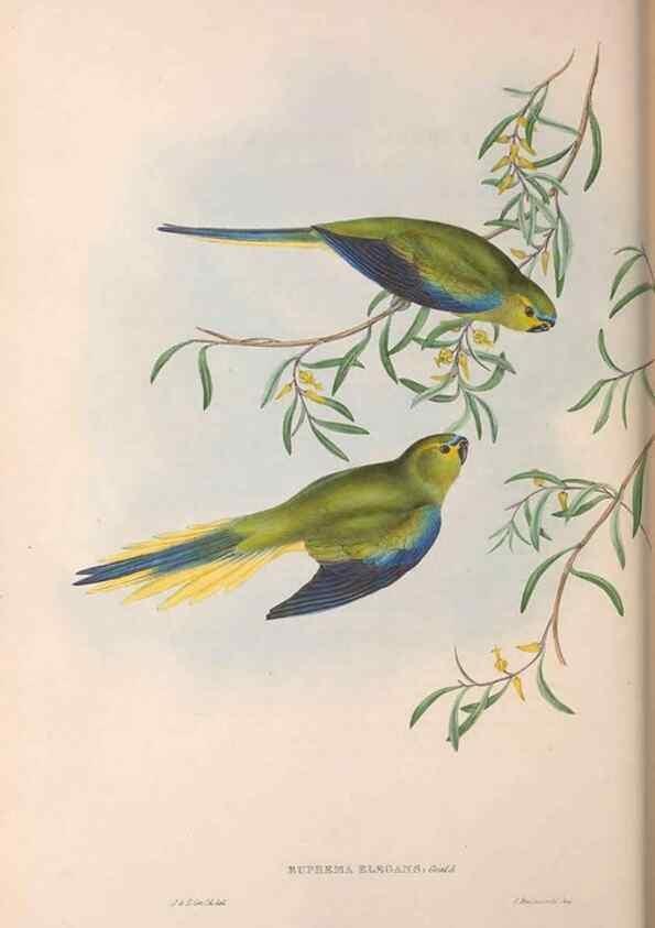 Reproducción/Reproduction 36117845974: The birds of Australia.. London,Printed by R. and J. E. Taylor; pub. by the author,[1840]-48.