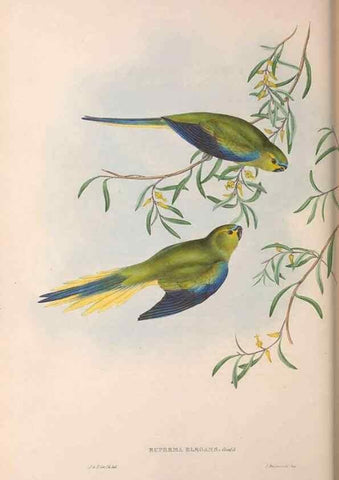 Reproducción/Reproduction 36117845974: The birds of Australia.. London,Printed by R. and J. E. Taylor; pub. by the author,[1840]-48.