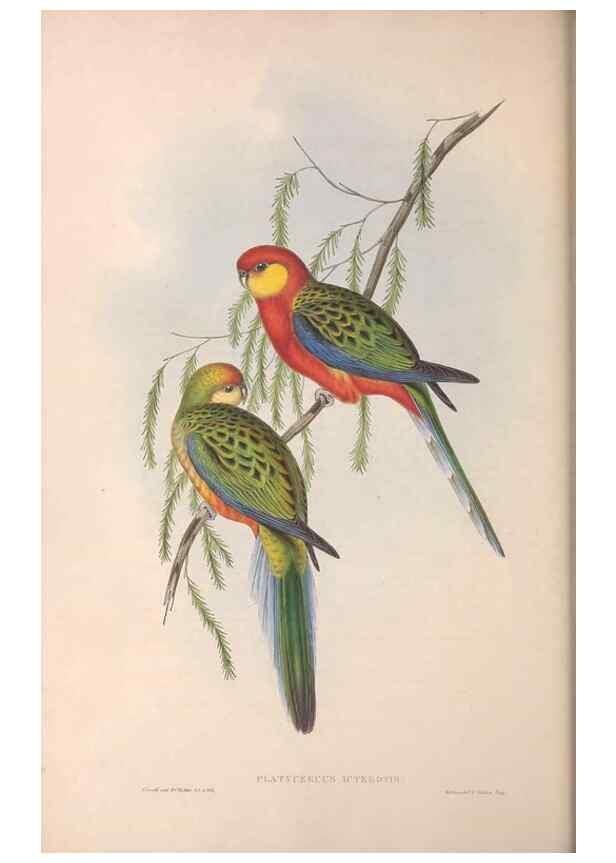 Reproducción/Reproduction 36117838604: The birds of Australia.. London,Printed by R. and J. E. Taylor; pub. by the author,[1840]-48.