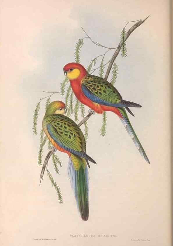 Reproducción/Reproduction 36117838604: The birds of Australia.. London,Printed by R. and J. E. Taylor; pub. by the author,[1840]-48.