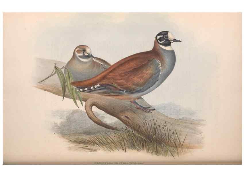 Reproducción/Reproduction 36117898014: The birds of Australia.. London,Printed by R. and J. E. Taylor; pub. by the author,[1840]-48.