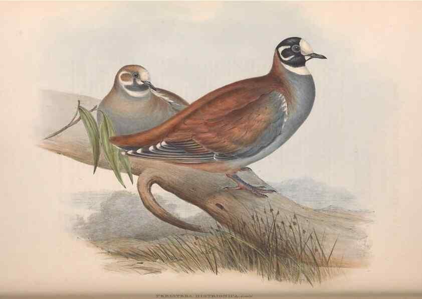 Reproducción/Reproduction 36117898014: The birds of Australia.. London,Printed by R. and J. E. Taylor; pub. by the author,[1840]-48.